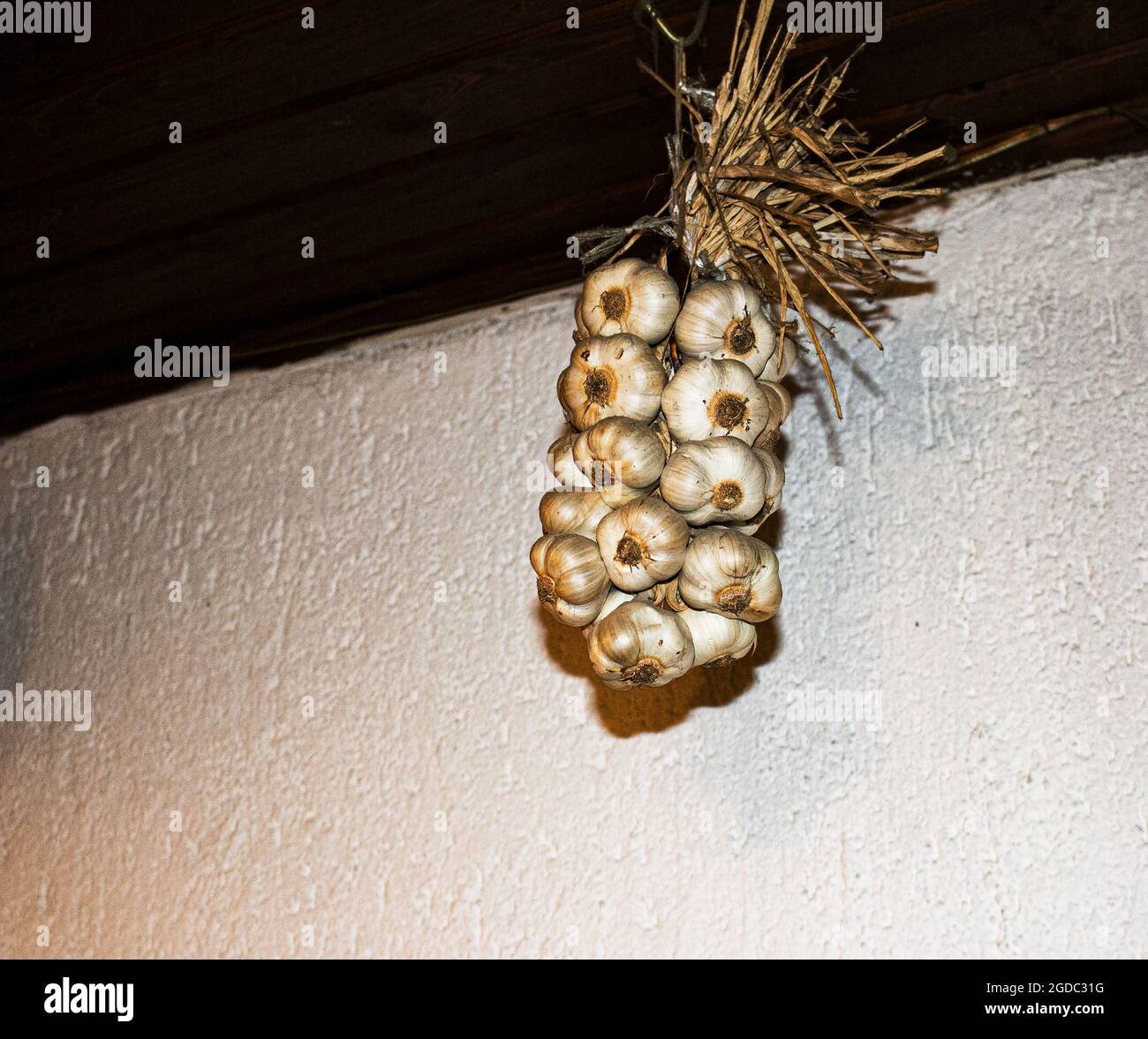 L'aglio impacchettato si asciuga sotto il soffitto. Nei tempi antichi, l'aglio era asciugato in un luogo caldo e buio. Foto Stock