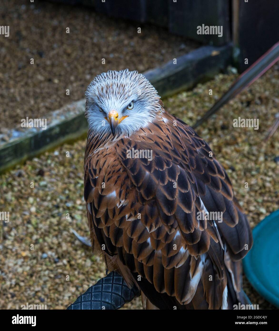 Uccello della preda Foto Stock