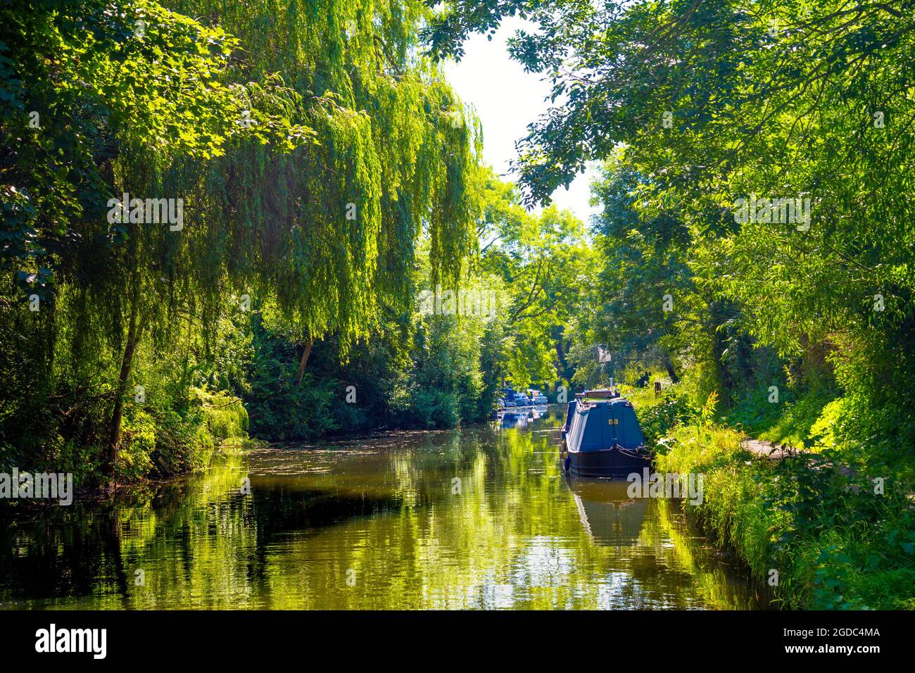 Lussureggianti alberi verdi e case galleggianti che ormeggiano lungo la stort del fiume a Sawbridgeworth, Hertfordshire, Regno Unito Foto Stock