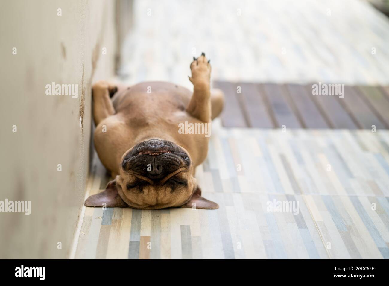 Carino piccolo bulldog francese che giace sul pavimento sulla sua borsa Foto Stock