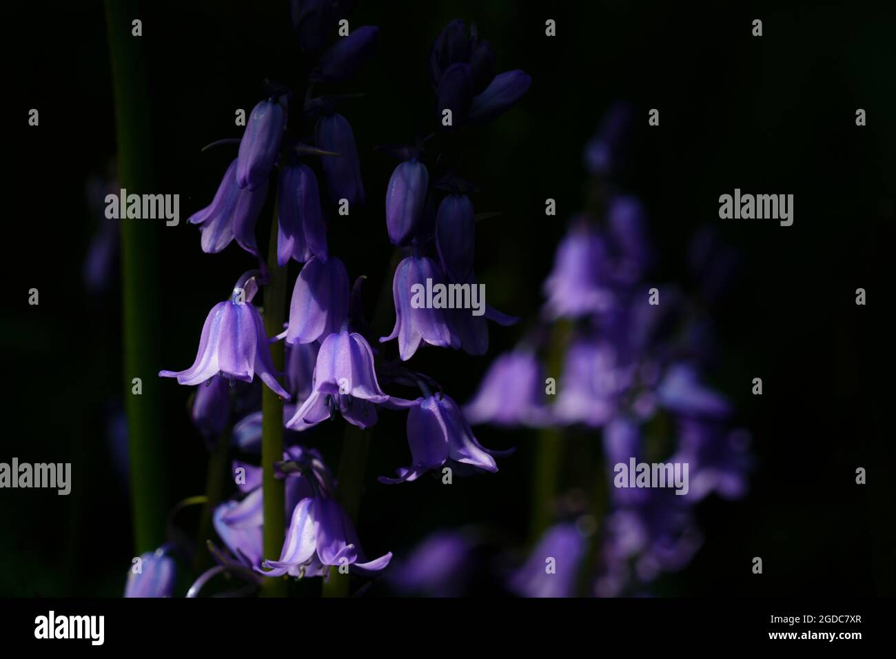A forma di campana, bluebells spagnolo di colore blu lavanda su sfondo nero. Foto Stock