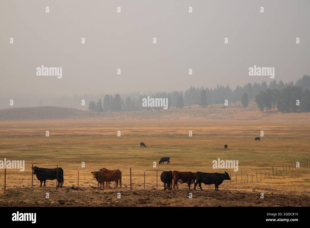 12 AGOSTO 2021 - JANESVILLE, CALIFORNIA, STATI UNITI. Bestiame stand in una zona di pascolo in mezzo al fumo denso dal vicino fuoco Dixie. Foto Stock