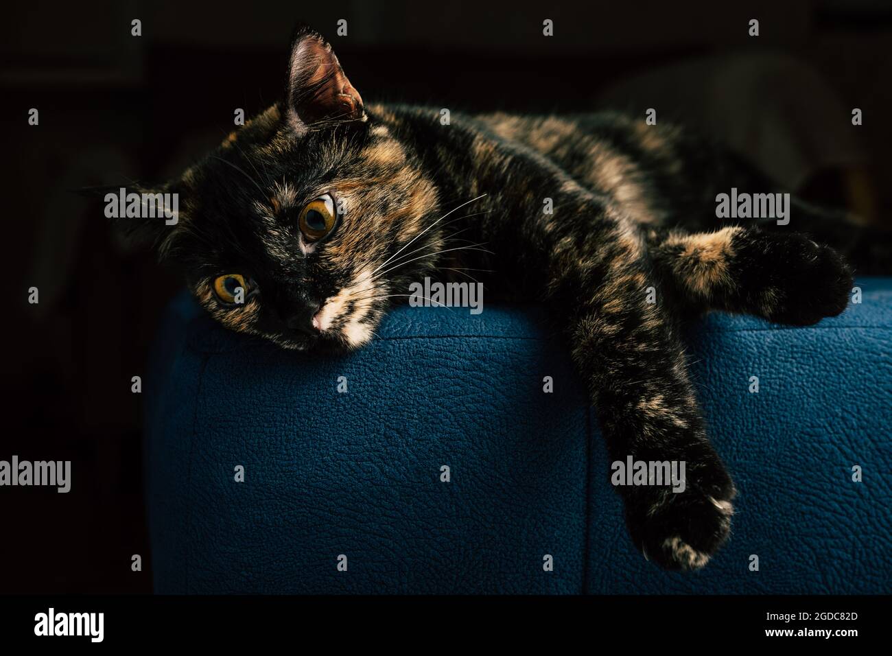 Un gatto nero con macchie rosse si trova su un divano blu Foto Stock