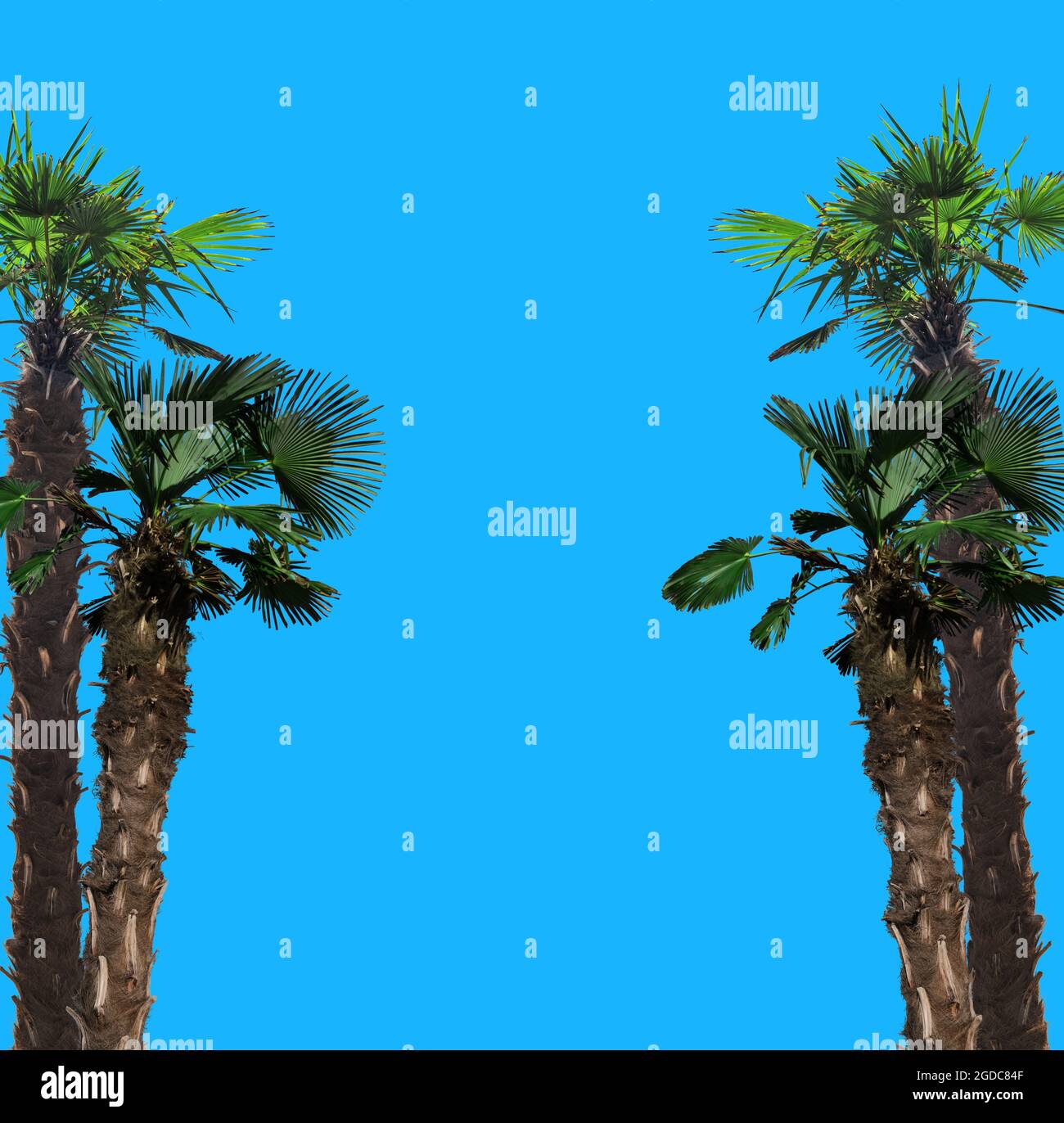 albero tropicale, palme isolate su sfondo blu luogo per il testo Foto Stock