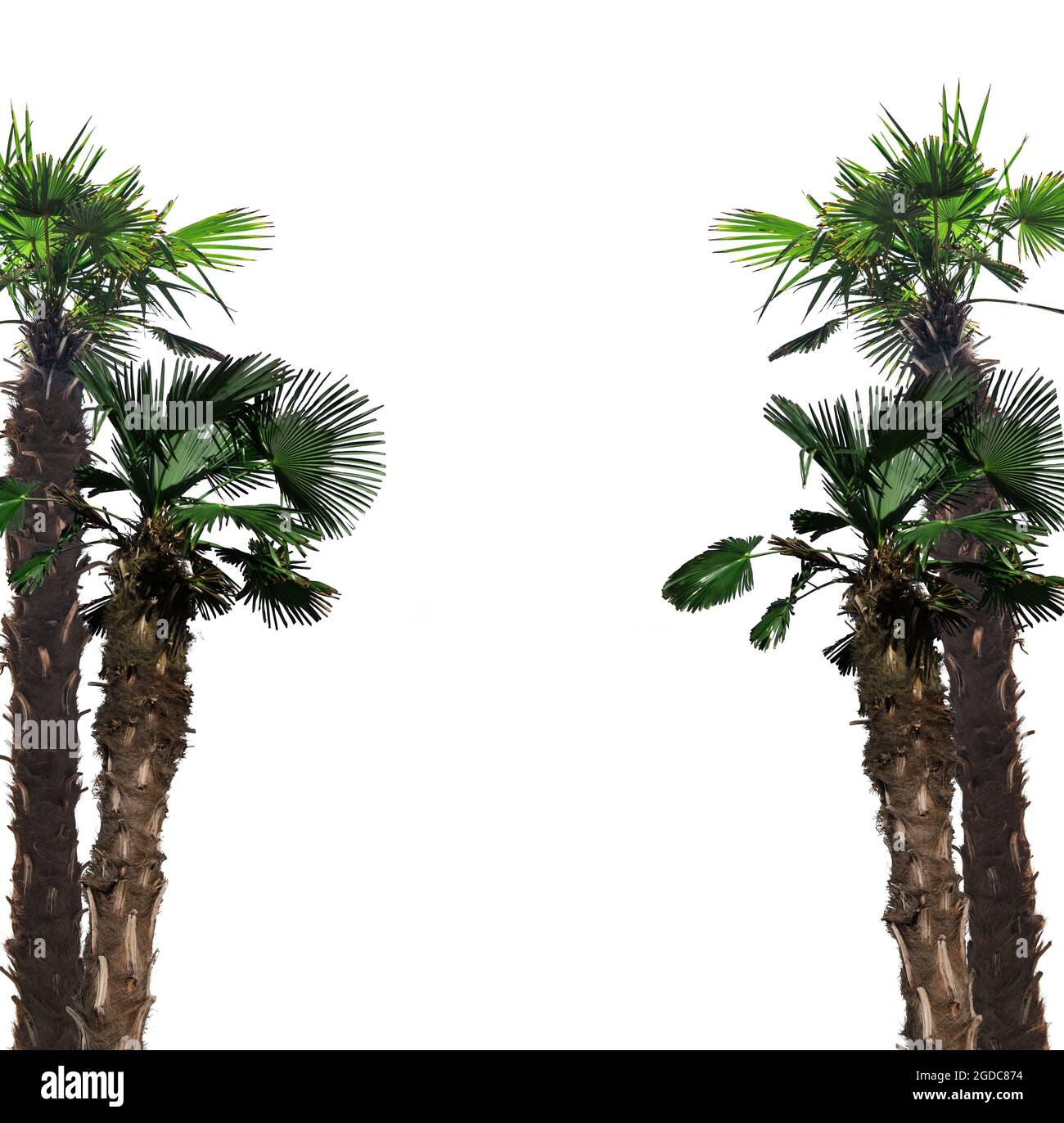 albero tropicale, palme isolate su sfondo bianco luogo per il testo Foto Stock