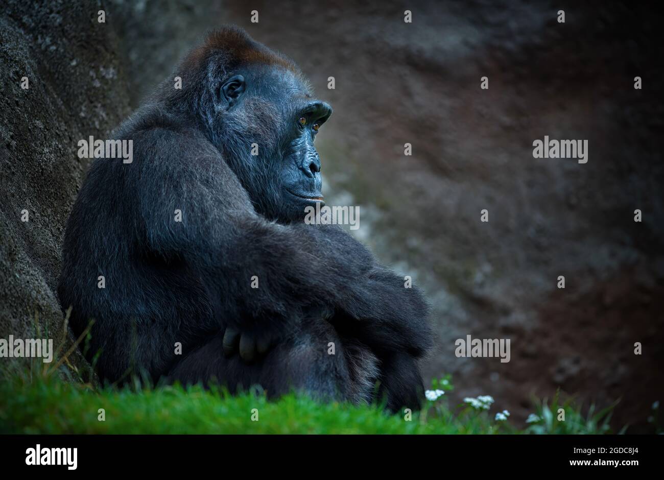 Gorilla si siede felicemente sull'erba e pensa, la migliore foto. Foto Stock