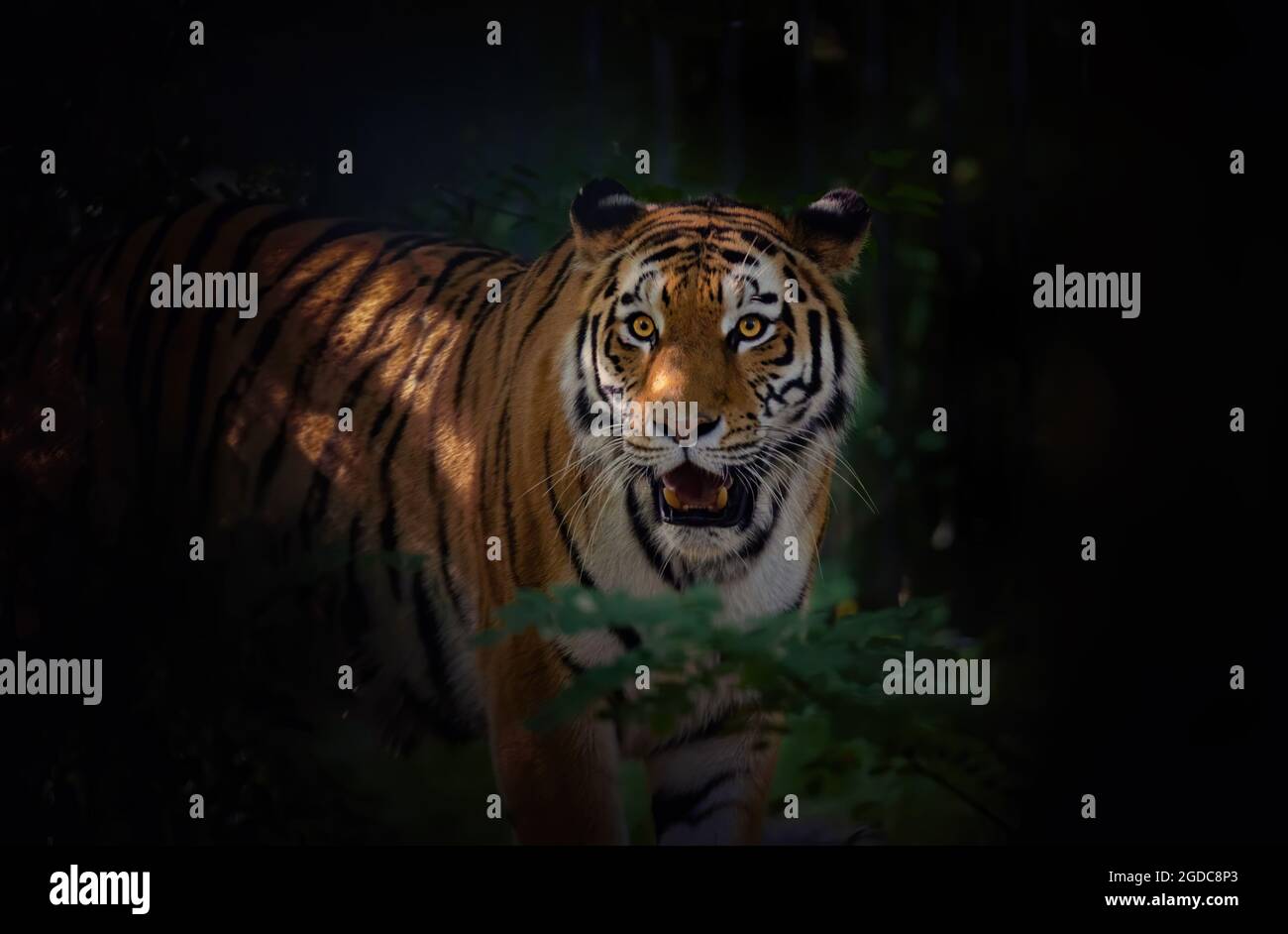 Una tigre pericolosa cammina discretamente attraverso la foresta per trovare la sua preda, la foto migliore. Foto Stock