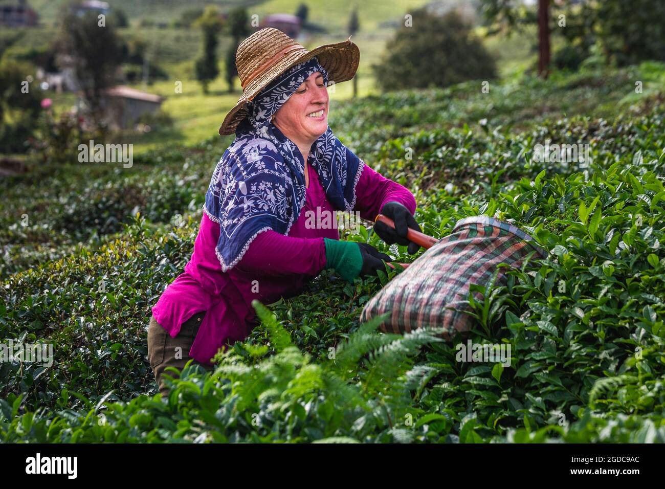 Lavoratori della raccolta del tè Foto Stock