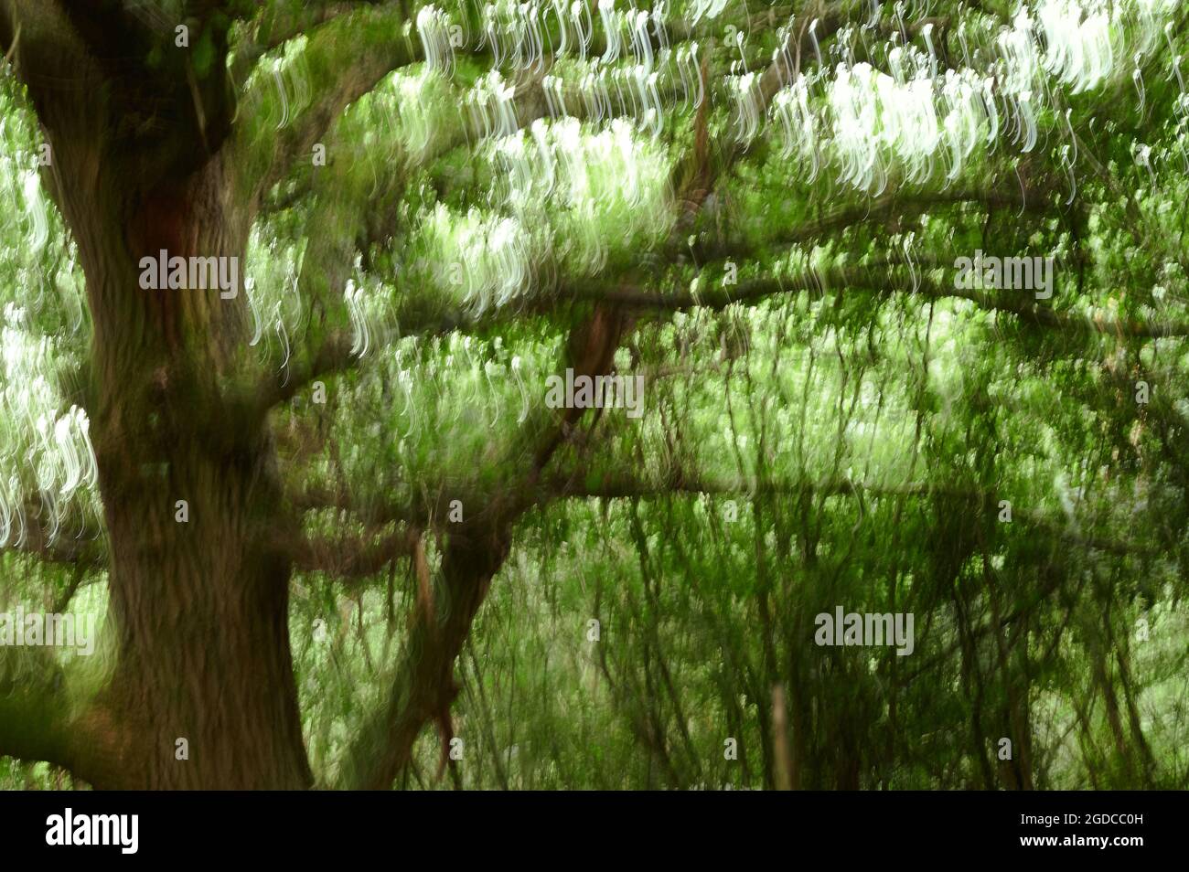 Immagine offuscata astratta di alberi e foglie in una foresta - sensazione di confuso, drogato, sbilanciato Foto Stock