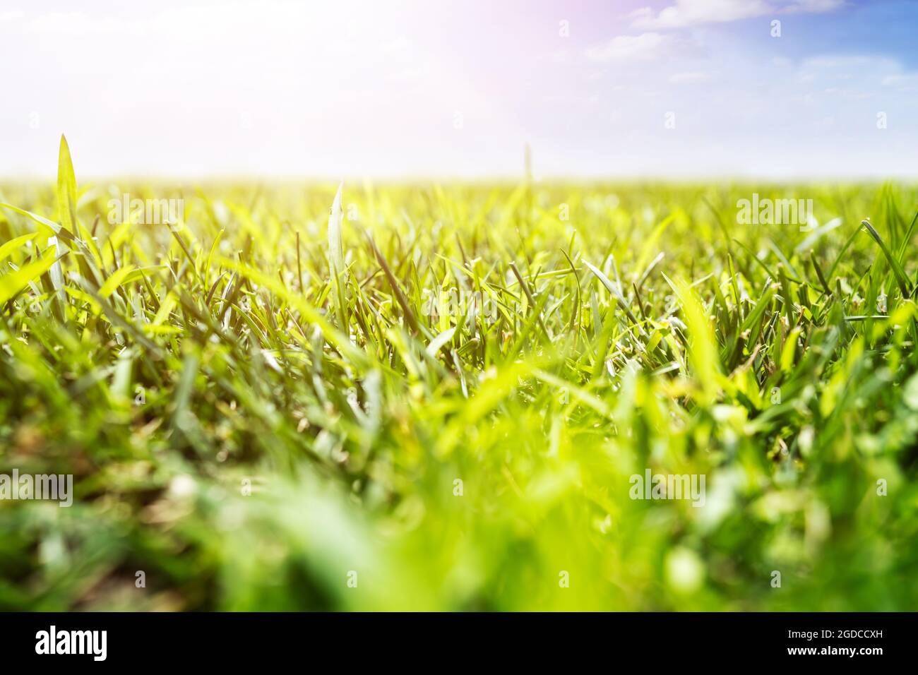 Campo di erba verde in estate. Paesaggio naturale Foto Stock