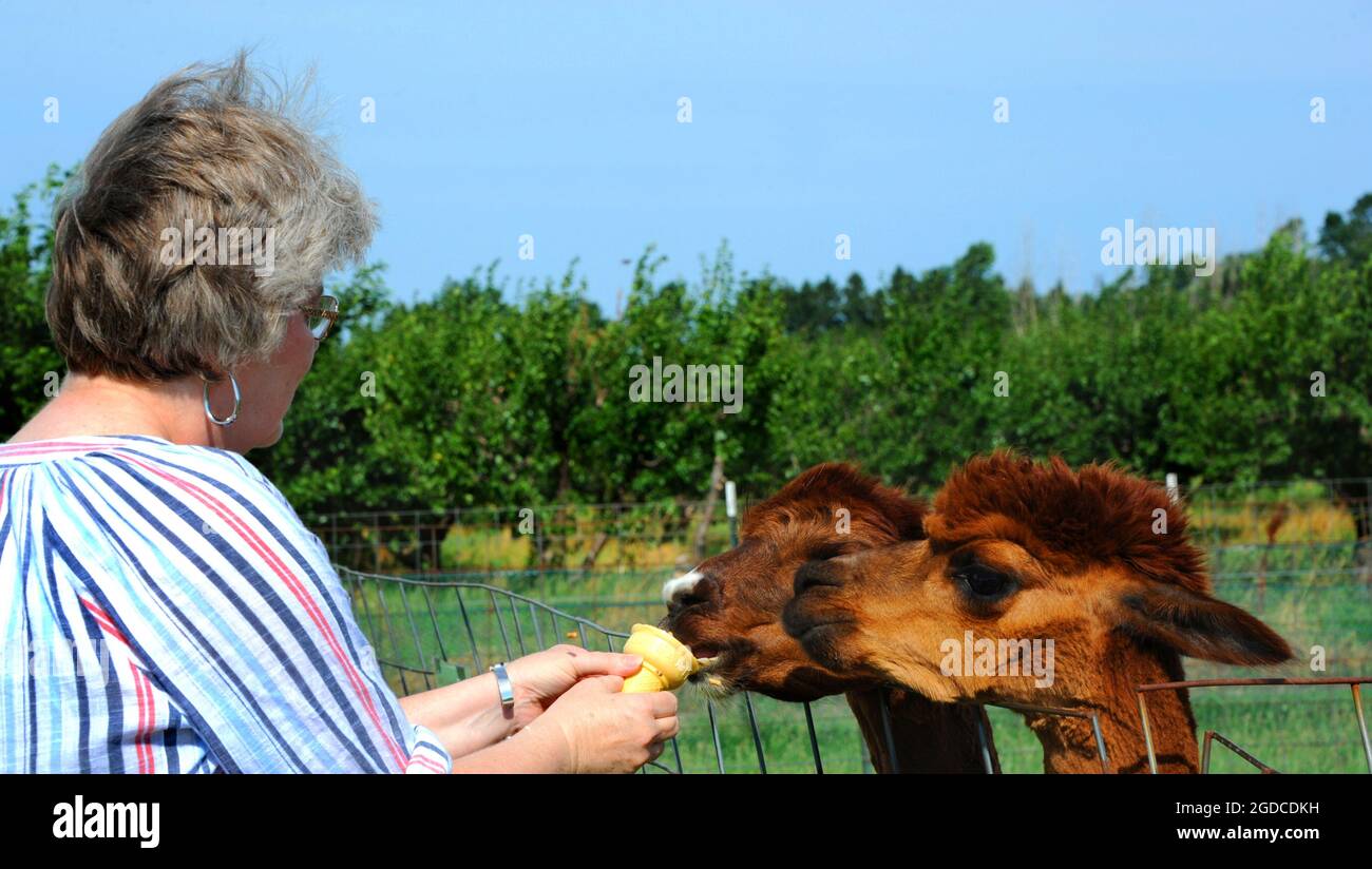 La visitatrice femminile nutre le alpaca in una fattoria di frutta e di animali nel Michigan. Ha su una camicia a righe e due alpaca stanno alla recinzione. Foto Stock