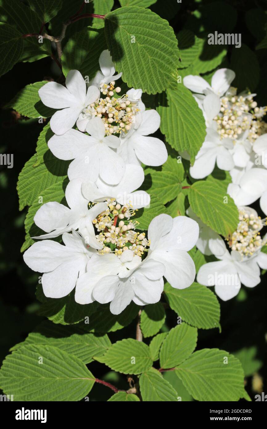 Bush di palle di neve giapponese di inizio stagione, Viburnum plicatum forma varietà di tomentosum Rosa bellezza, fiori bianchi prima che girino rosa con un backgro offuscato Foto Stock