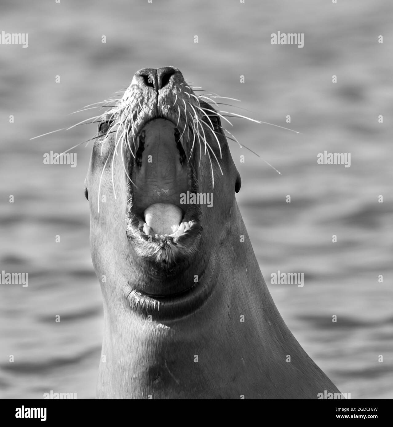Sea Lion femmina , Patagonia Argentina Foto Stock