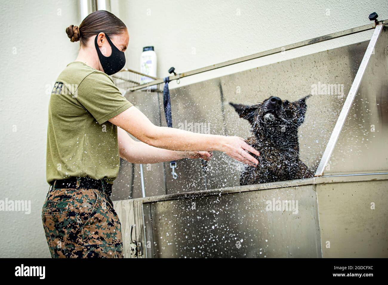 U.S. Marine Corps Sgt. Suzette Scott, allenatore capo presso il Marine Corps base Camp Butler Provost Marshal's Office, sezione Military Working Dog (MWD), Grooms MWD Shiva, a Camp Hansen, Okinawa, Giappone, 3 febbraio 2020. I MWD vengono insegnati utilizzando situazioni del mondo reale, tra cui: Ricerche di aree e edifici, corsi di ostacoli, aggressività controllata e rilevamento di odori per esplosivi e narcotici. Scott è un nativo di Apopka, Florida. (STATI UNITI Marine Corps foto di CPL. Karis Mattingly) Foto Stock