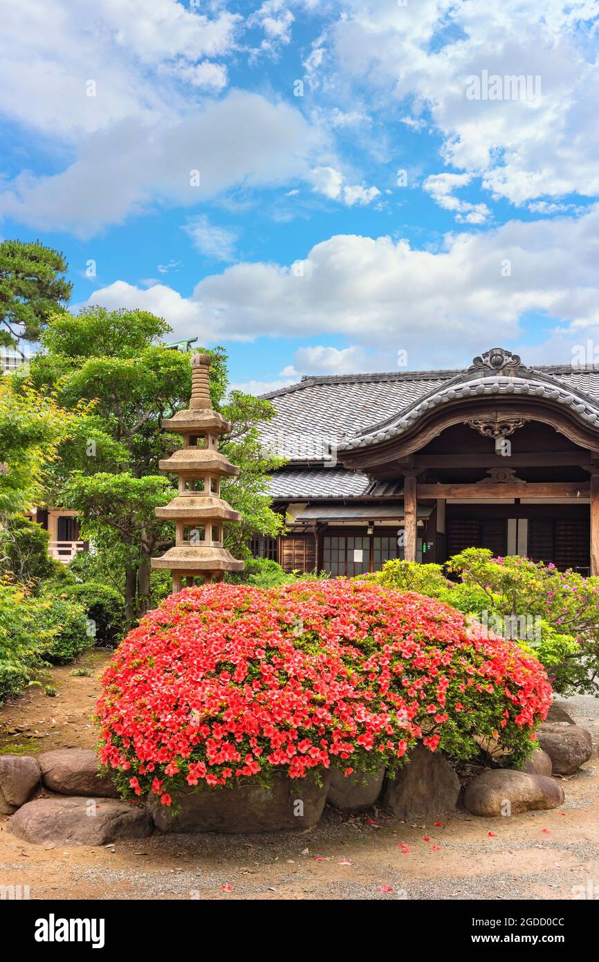 tokyo, giappone - giugno 05 2021: Giardino interno del tempio buddista gotokuji zen adornato con un arbusto rosa azalea e una pagoda di pietra a sei piani Kuyoto s. Foto Stock