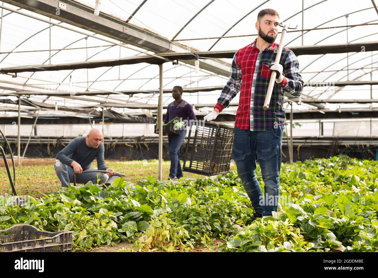 I lavoratori si prendono cura delle piante in serra Foto Stock