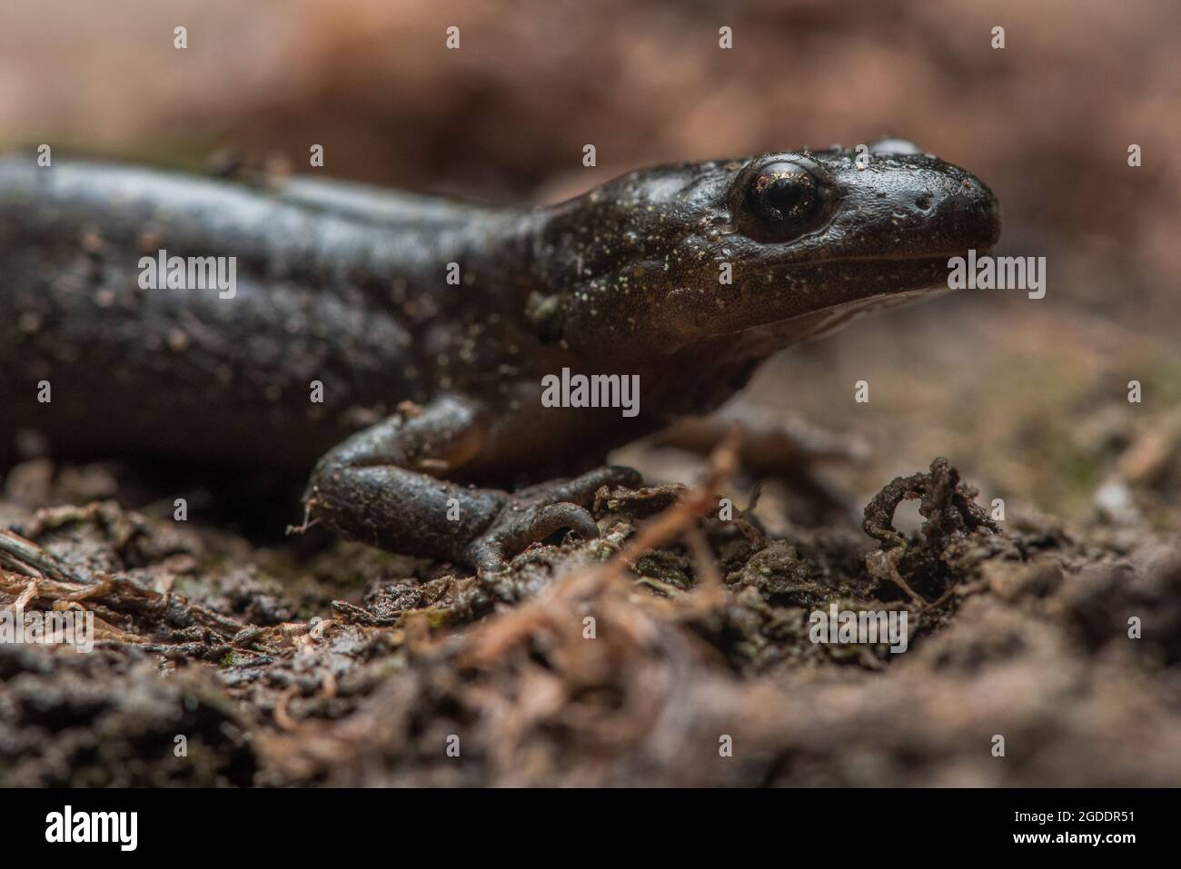 Santa Cruz Salamander dai piedi lunghi (Ambystoma macrodactylum croceum) una sottospecie in via di estinzione che si trova solo in una piccola area della costa californiana. Foto Stock