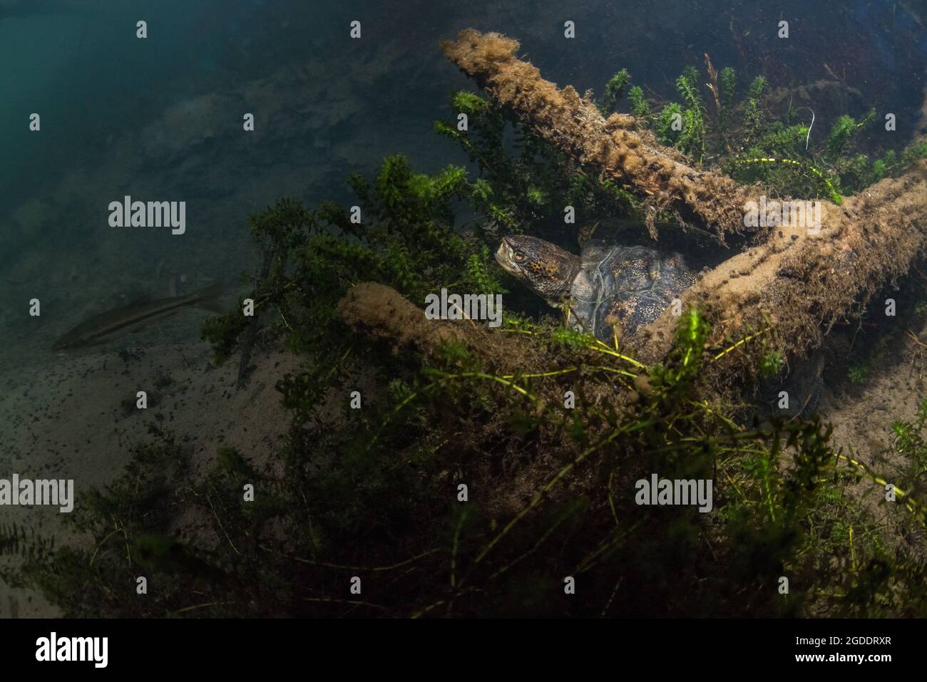 Actinemys marmorata - una tartaruga di stagno del nord-ovest, nuota sott'acqua in un fiume limpido della California. Questa specie di tartaruga nativa è considerata minacciata. Foto Stock