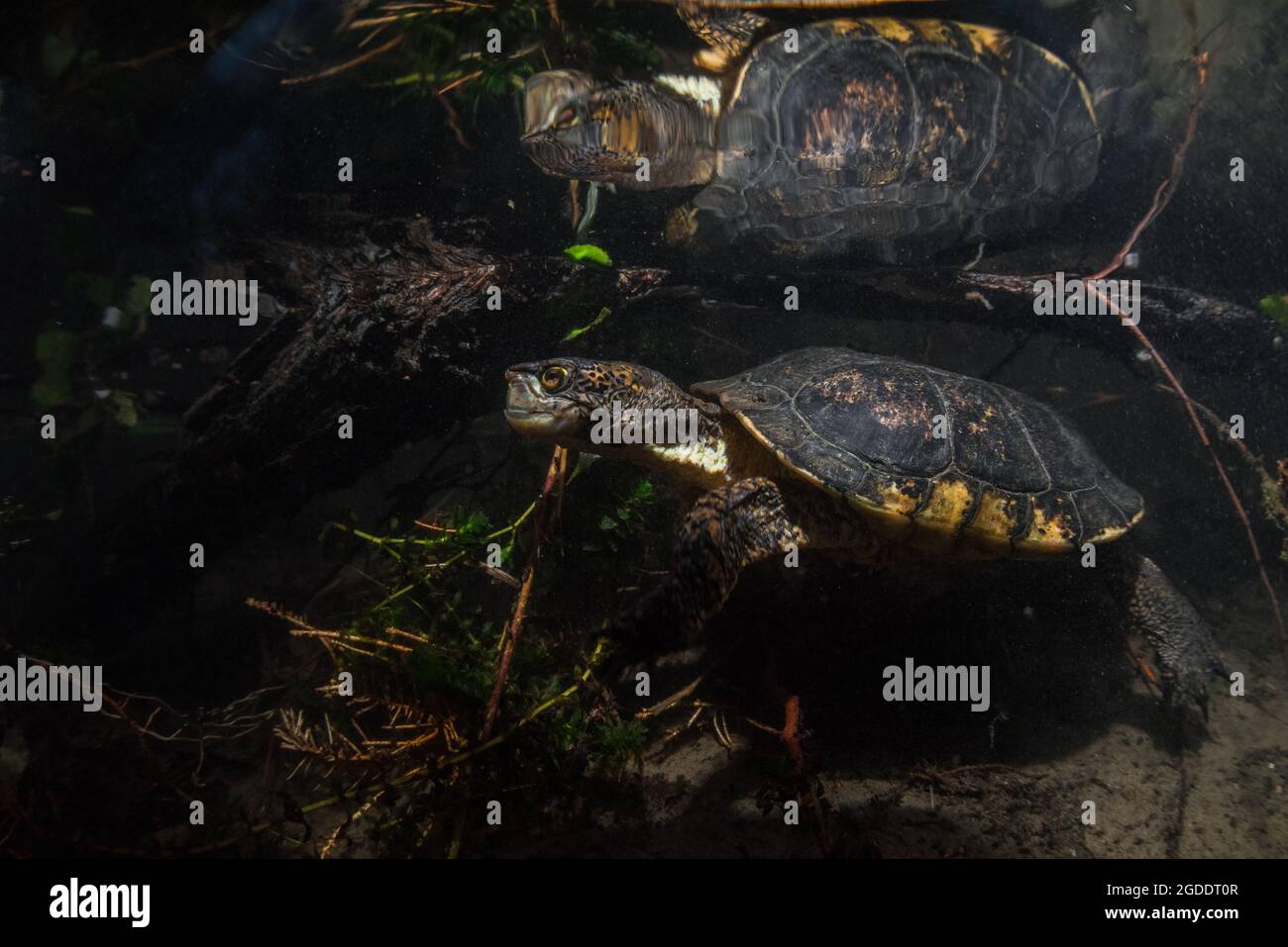 Actinemys marmorata - una tartaruga di stagno del nord-ovest, nuota sott'acqua in un fiume limpido della California. Questa specie di tartaruga nativa è considerata minacciata. Foto Stock