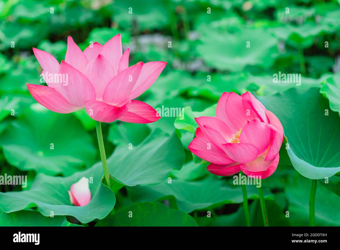 Foto di stock di fiori di loto Foto Stock