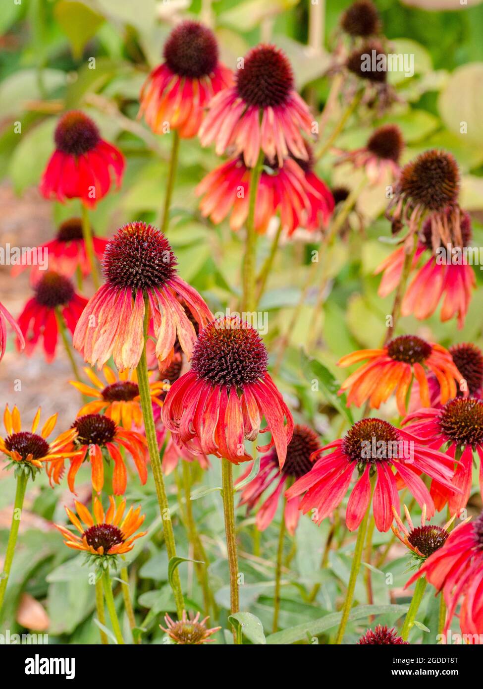 L'Echinacea rossa fiorisce in un giardino di prateria. Foto Stock