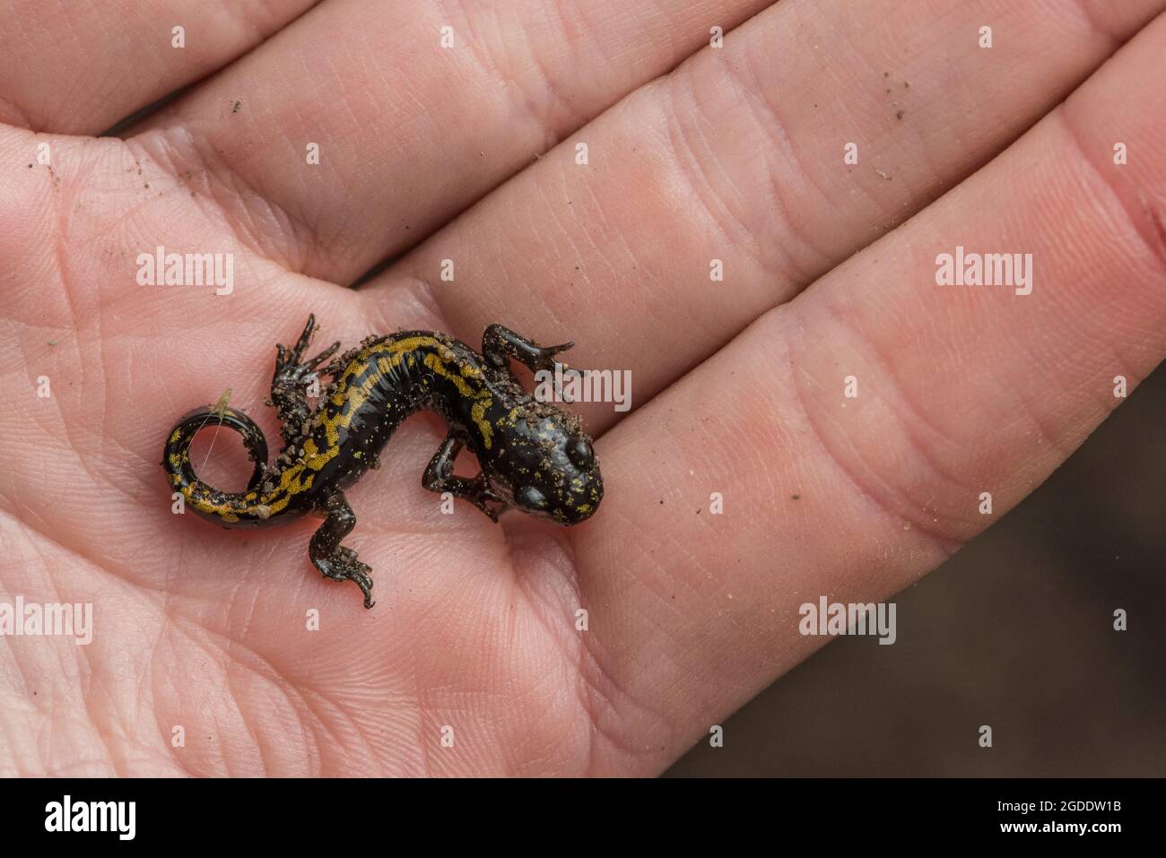 Santa Cruz Salamander dai piedi lunghi (Ambystoma macrodactylum croceum) una sottospecie in via di estinzione che si trova solo in una piccola area della costa californiana. Foto Stock