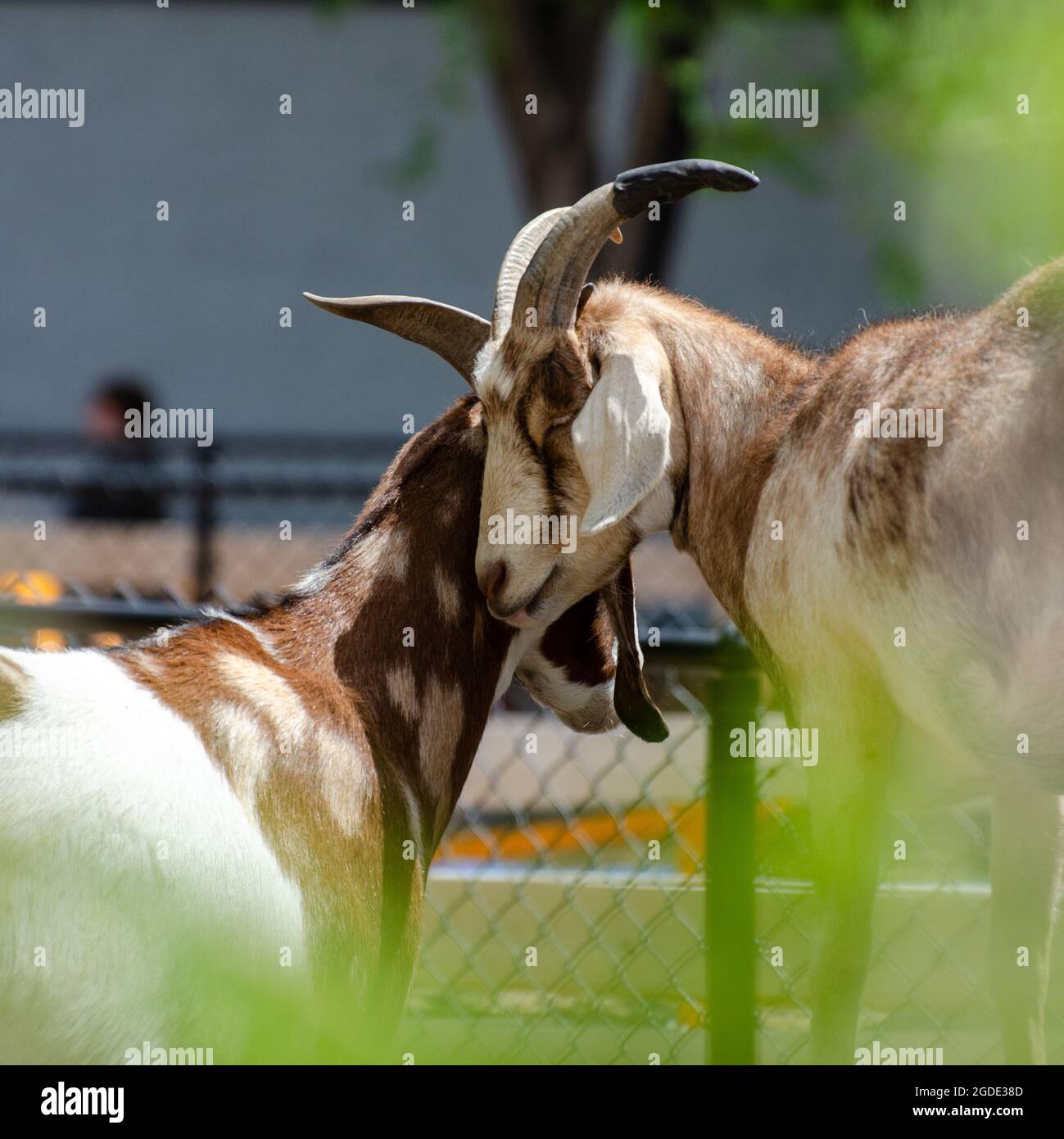 Capre allo Zoo di Assiniboine Park, Winnipeg, Manitoba, Canada Foto Stock