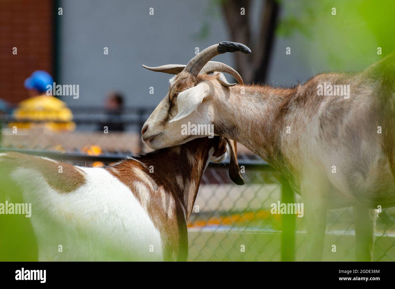 Capre allo Zoo di Assiniboine Park, Winnipeg, Manitoba, Canada Foto Stock