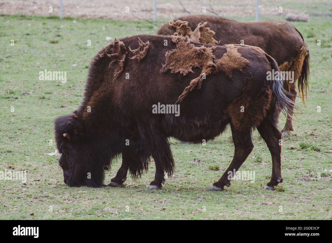 Bisonte allo Zoo di Assiniboine Park, Winnipeg, Manitoba, Canada Foto Stock