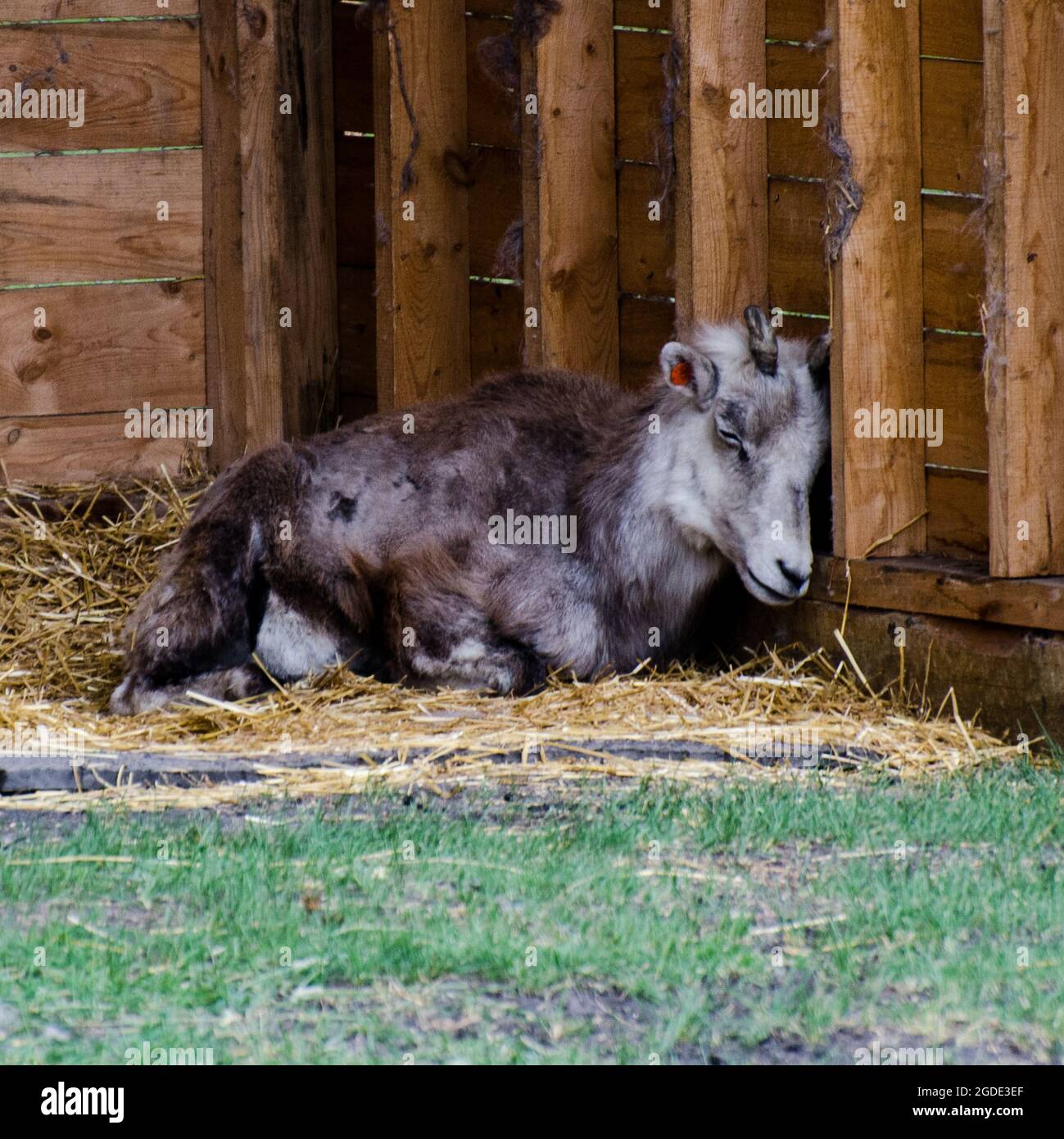 Capra allo Zoo di Assiniboine Park, Winnipeg, Manitoba, Canada Foto Stock