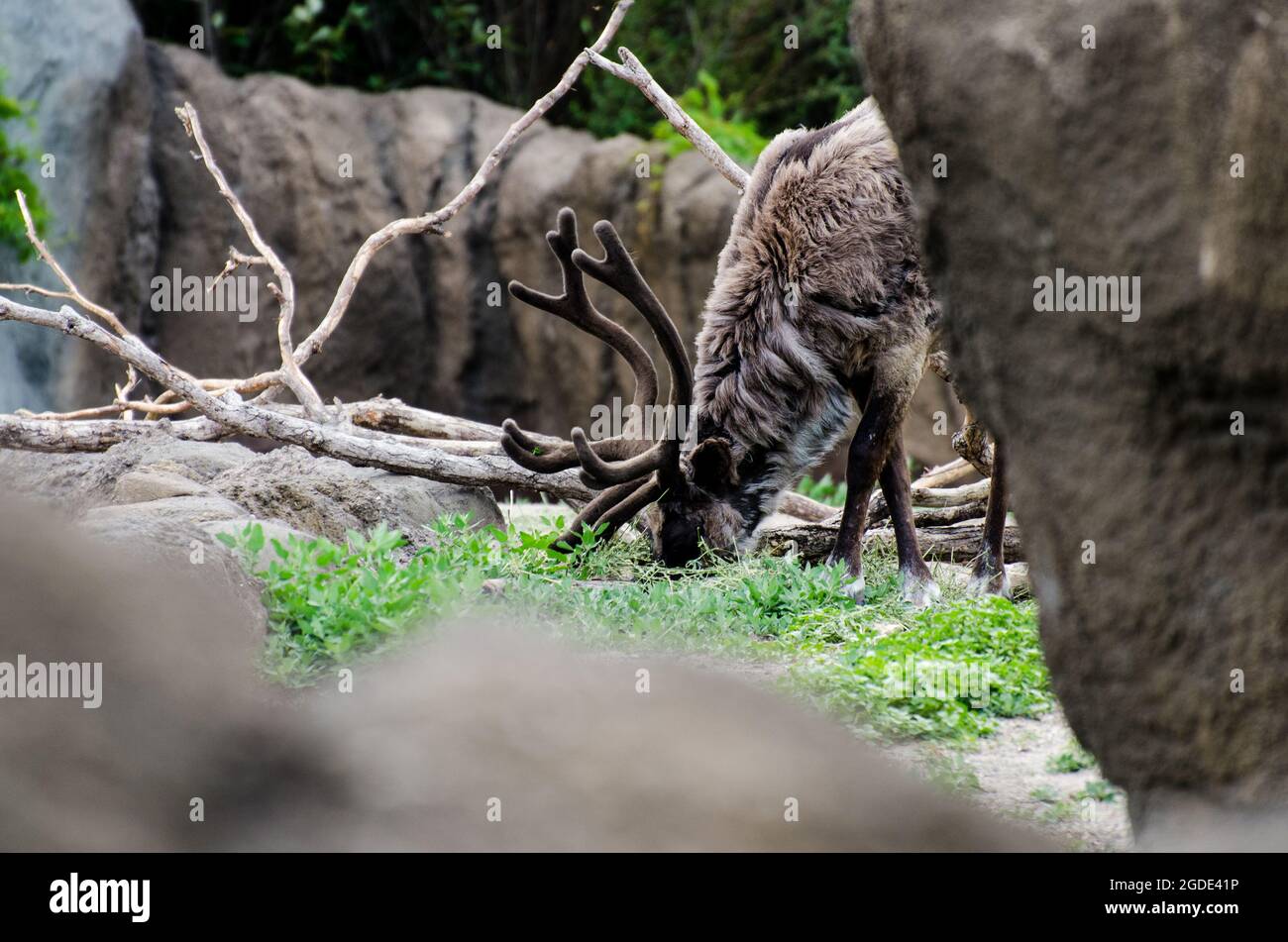 Renne allo Zoo di Assiniboine Park, Winnipeg, Manitoba, Canada Foto Stock