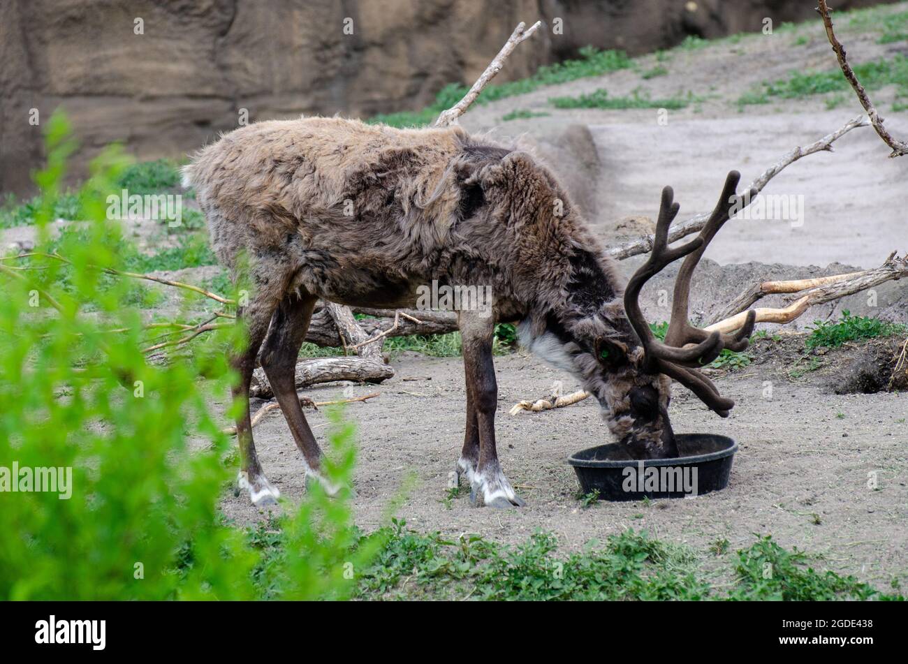Renne allo Zoo di Assiniboine Park, Winnipeg, Manitoba, Canada Foto Stock