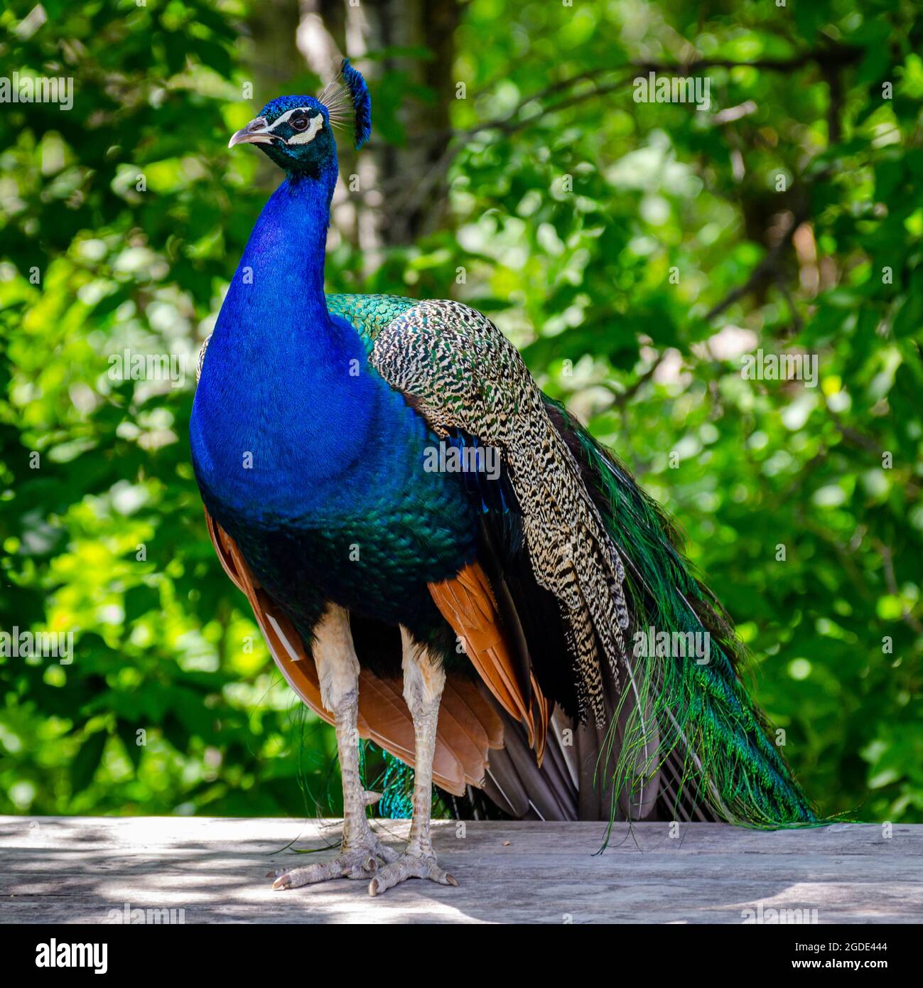 Peacock al parco zoologico di Assiniboine, Winnipeg, Manitoba, Canada Foto Stock