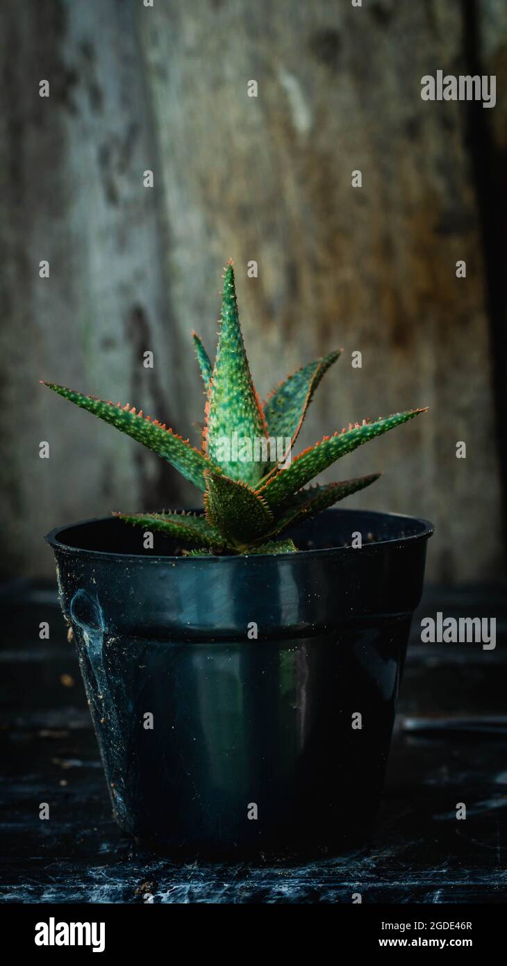 Aloe donnie, bella specie di aloe con bordo rosso Foto Stock