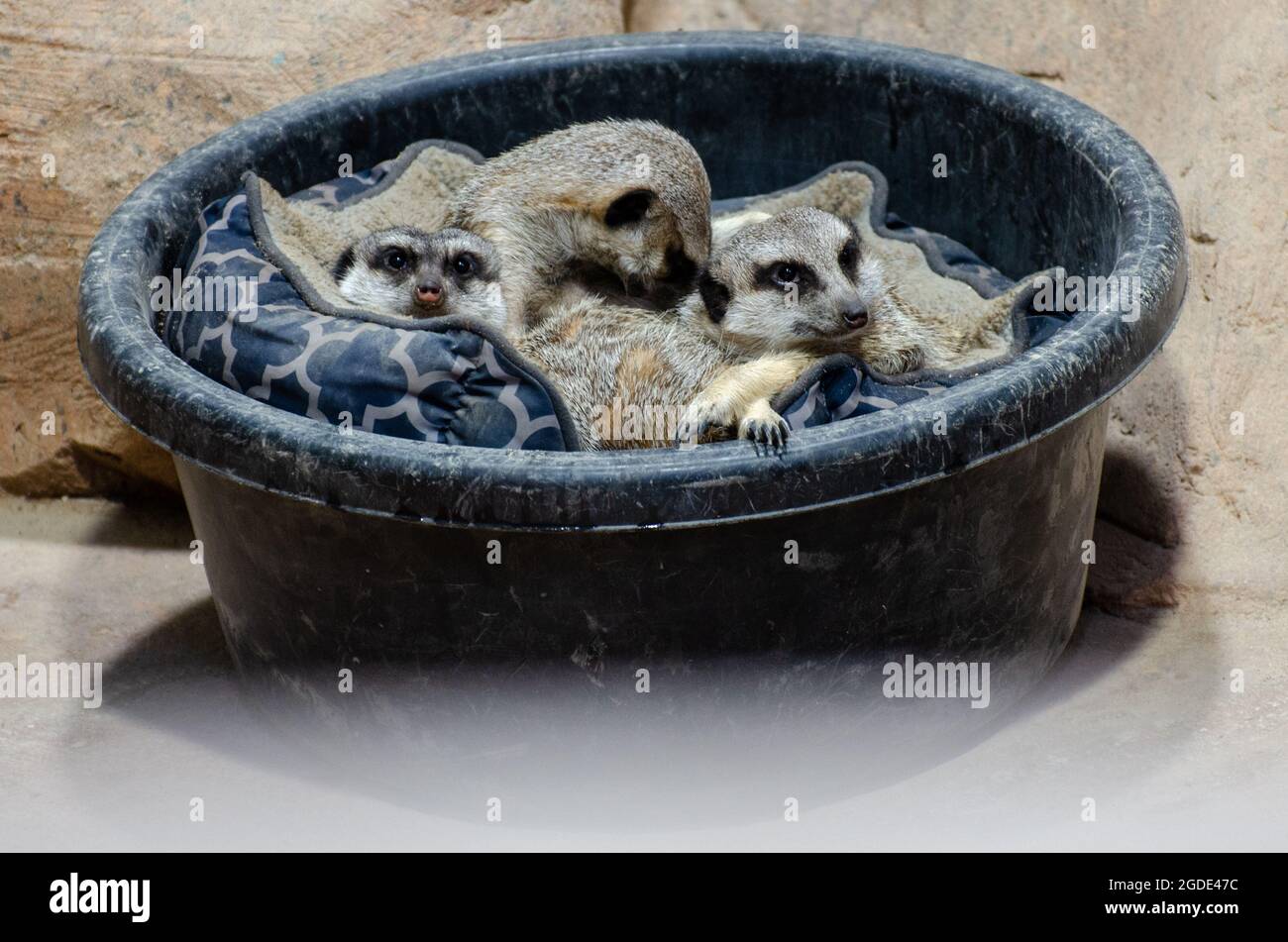 Meerkat all'Assiniboine Park Zoo, Winnipeg, Manitoba, Canada Foto Stock