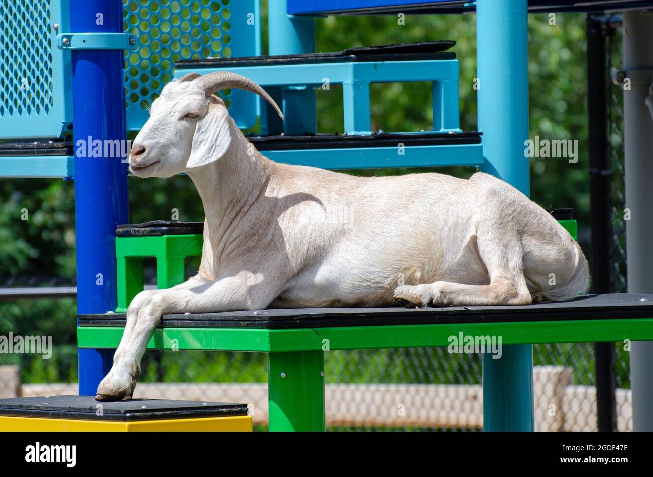 Capra allo Zoo di Assiniboine Park, Winnipeg, Manitoba, Canada Foto Stock