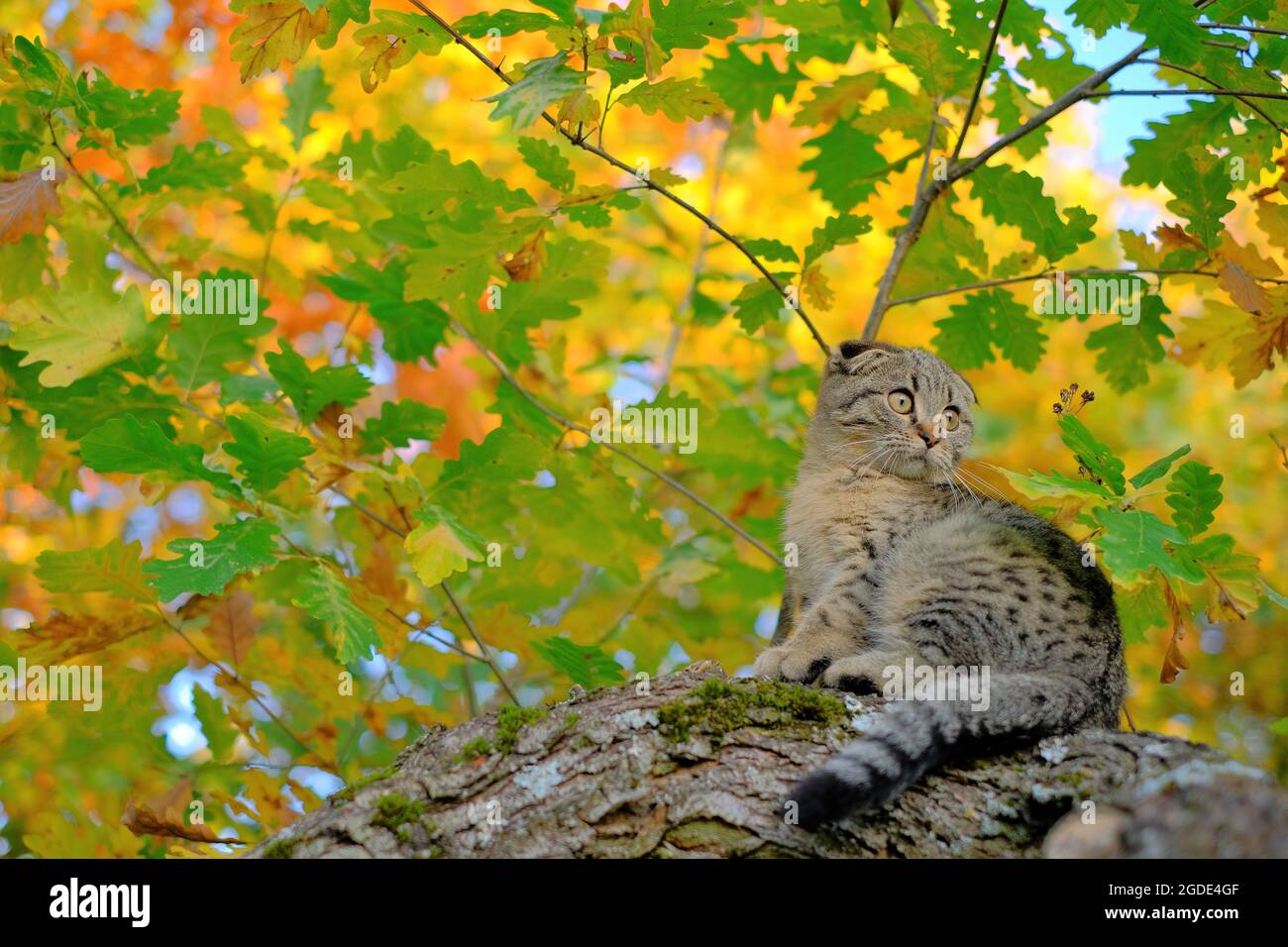 gattino sull'albero. Gatto scozzese grigio tabby in autunno soleggiato Garden.Autumour.Walking animali domestici. Foto Stock