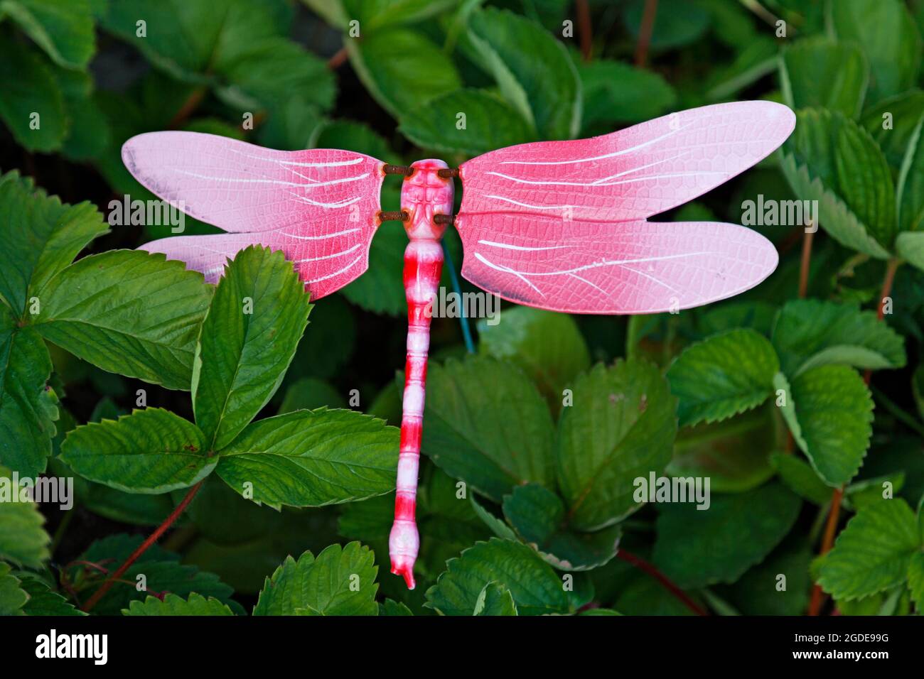 una grande libellula giocattolo è atterrato tra le piante di fragole Foto Stock