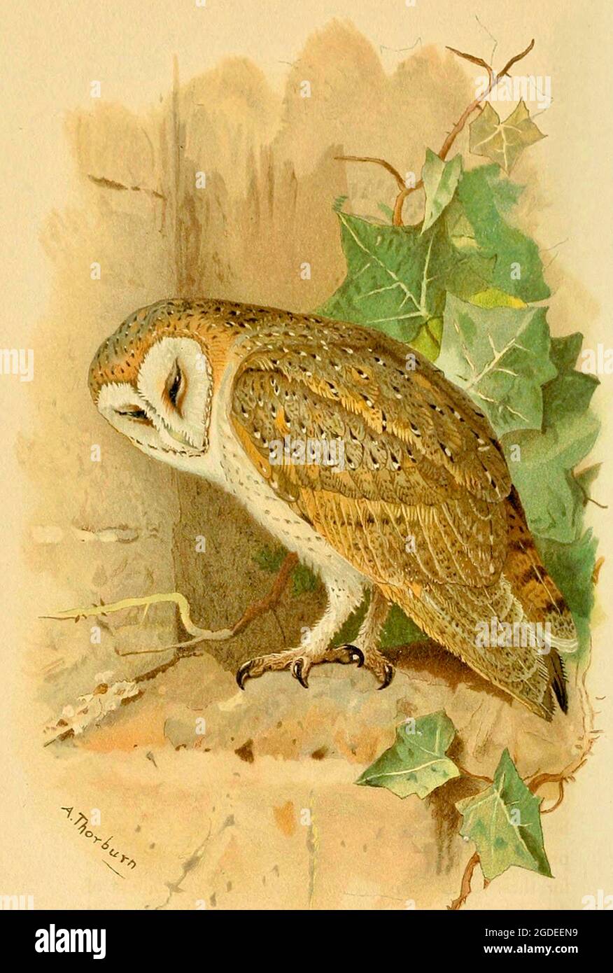 Vintage Barn Owl illustrazione di Archibald Thorburn (Strix flammea) figure colorate degli uccelli delle isole britanniche. Foto Stock