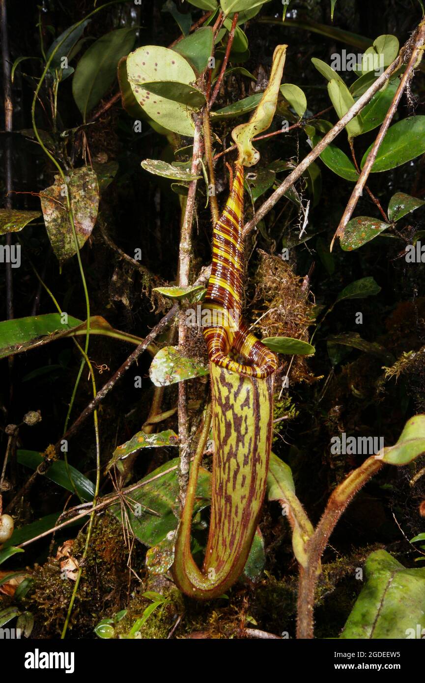 Brocca di nepenthes mollis, pianta carnivora di carpice, Sarawak, Borneo Foto Stock