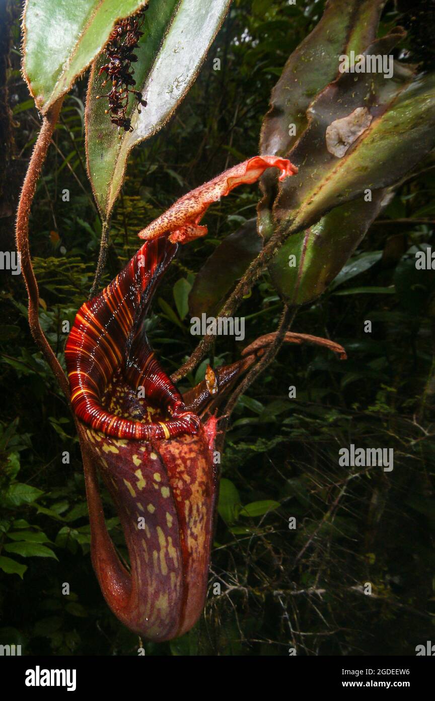 Brocca rossa scura di nepenthes mollis, pianta carnivora di caraffa, Sarawak, Borneo Foto Stock