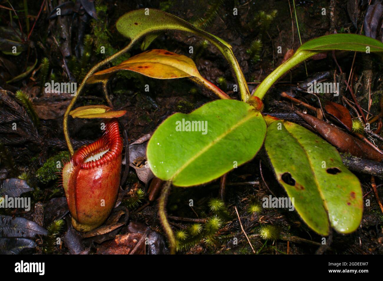 Pianta carnivora con caraffa rossa (Nepenthes villosa), Sabah, Borneo Foto Stock