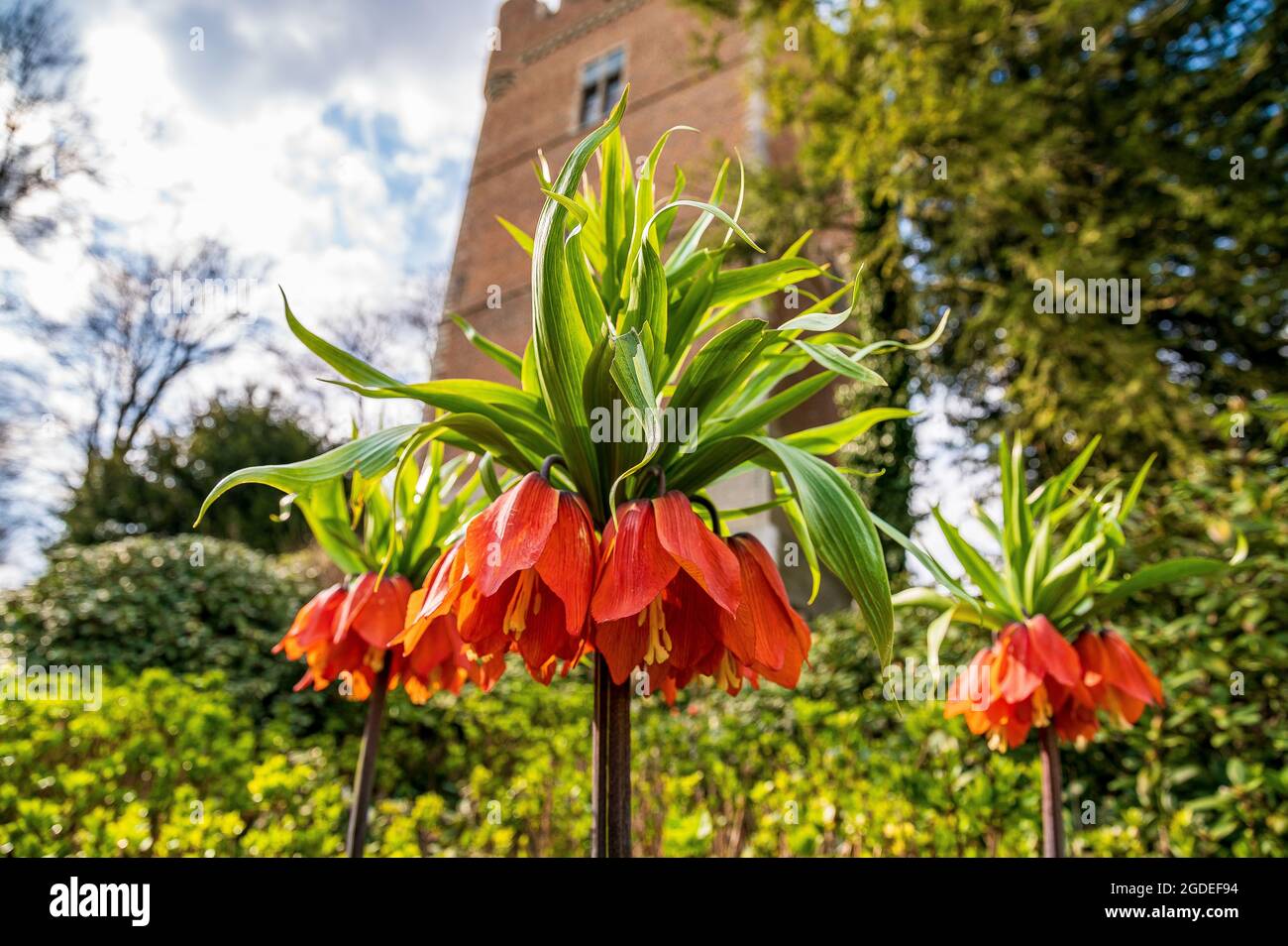 La Fritillaria imperialis o la corona imperiale o imperiale fritillaria o la corona di Kaiser è una specie di pianta fiorente della famiglia delle Giglio Liliaceae Foto Stock