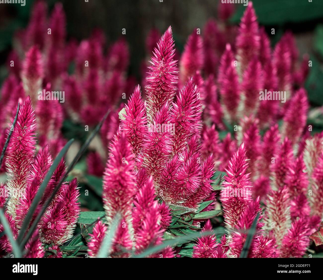 Un fiore di celosia Foto Stock