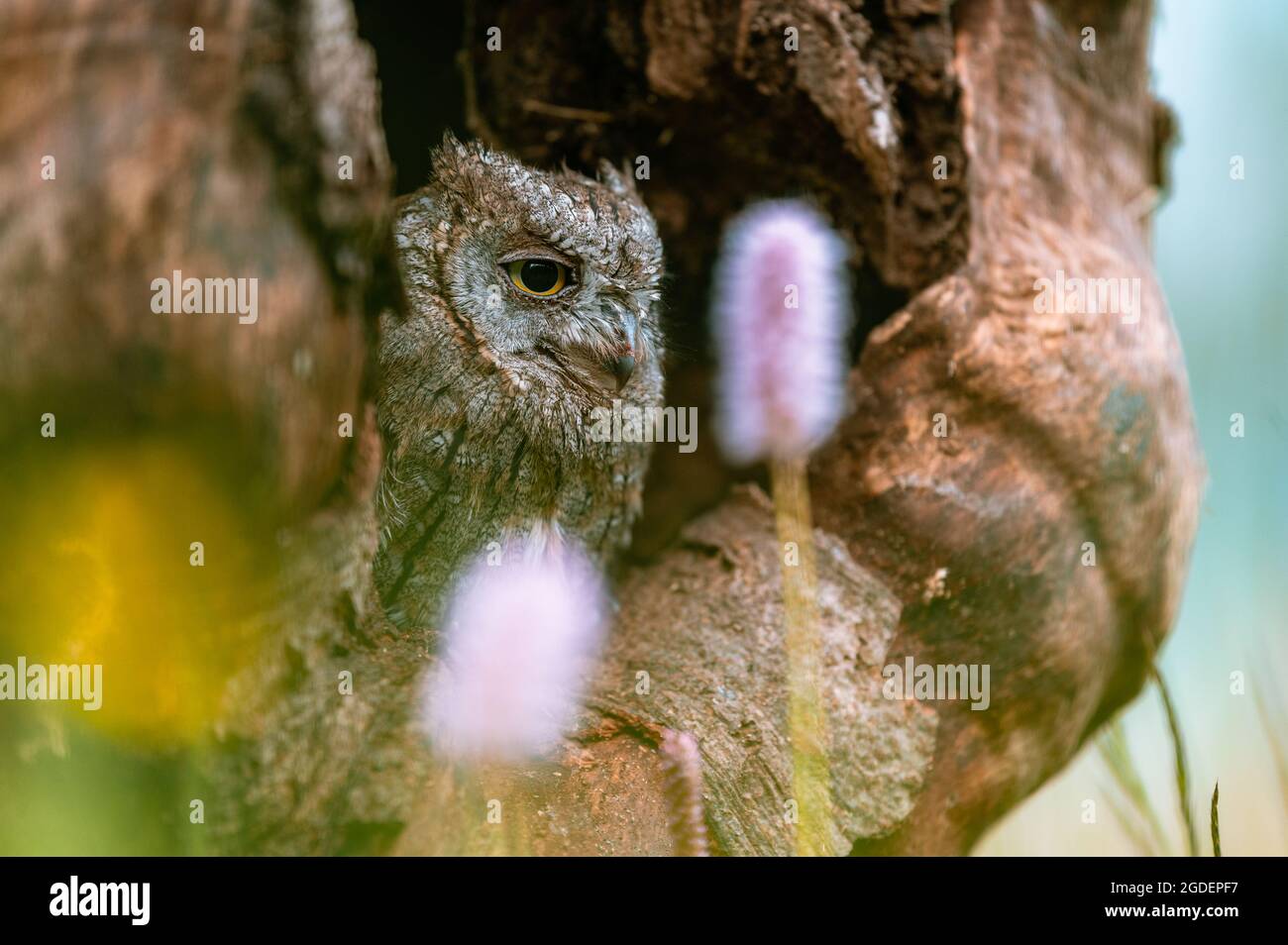 Un gufo eurasiatico molto raro (Otus Scops) che guarda fuori da un buco in un tronco di albero. Intorno prato fiorente, bellissimo bokeh colorato. Foto Stock