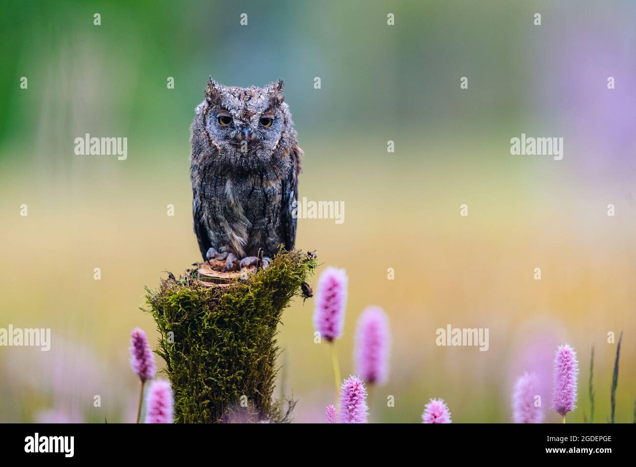 Un gufo eurasiatico molto raro (Otus Scops) seduto su un tronco di albero in un prato fiorito. Bella bokeh verde, profondità di campo poco profonda. Foto Stock