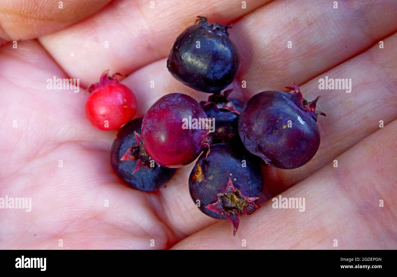 Amelanchier, Saskatoon, shadbush, shadblow, serviceberry, Sugarprugne, wild-prugne in giardino Siberia Russia. Bacche giacciono sulla palma Foto Stock