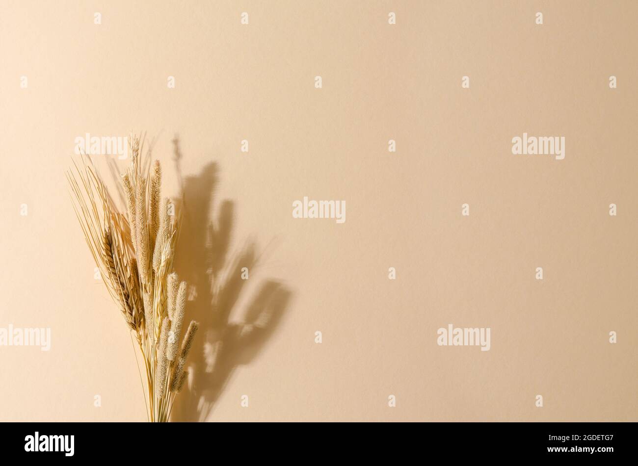 Bouquet autunnale di prato secco su sfondo beige. Monocromatico con ombre rigide, disposizione piatta, testo di copia Foto Stock