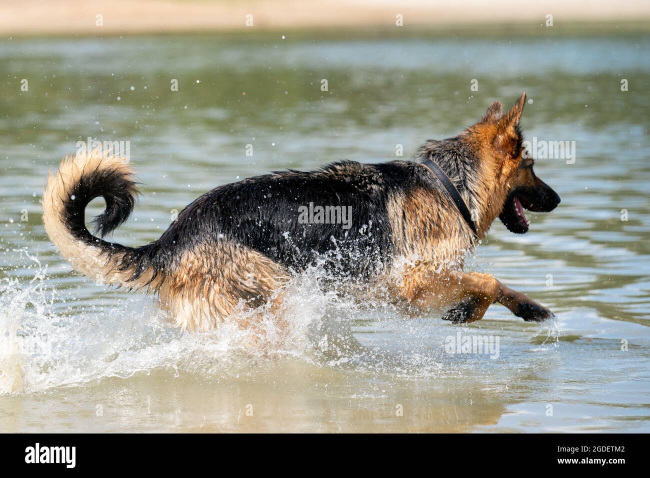 Giovane e felice Pastore tedesco, giocando in acqua. Il cane schizza corre e salta felicemente nel lago Foto Stock