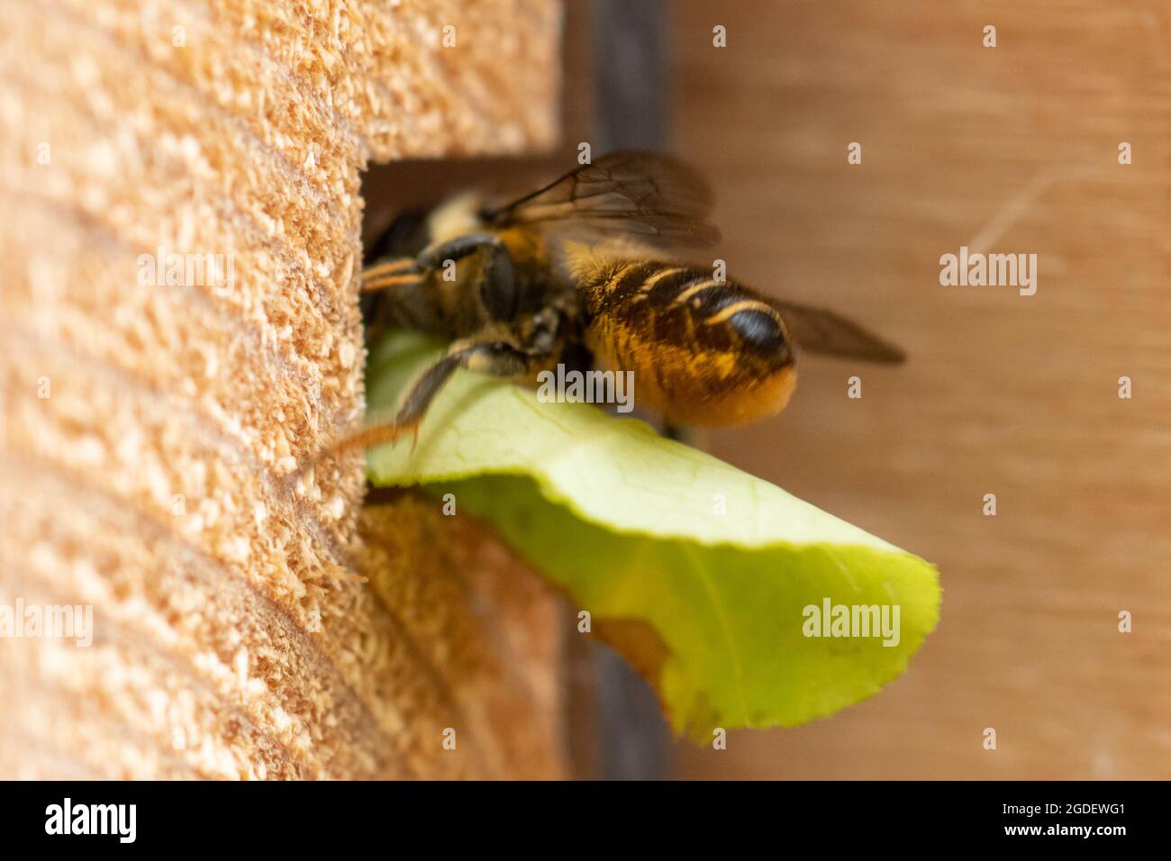 Patchwork foglia di ape (Megachile centuncularis) entrando nel suo buco nido in un hotel di api che porta una sezione di foglia, Hampshire, Inghilterra, Regno Unito Foto Stock